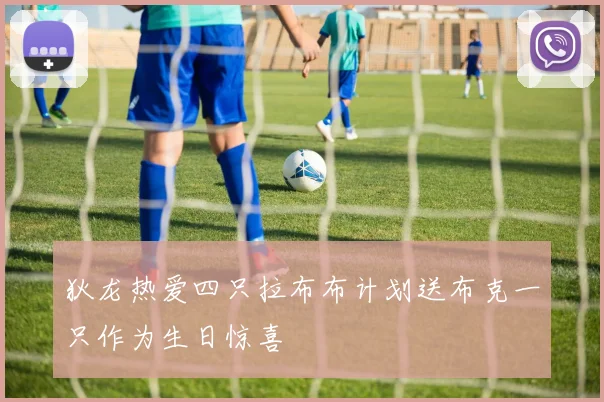 狄龙热爱四只拉布布计划送布克一只作为生日惊喜